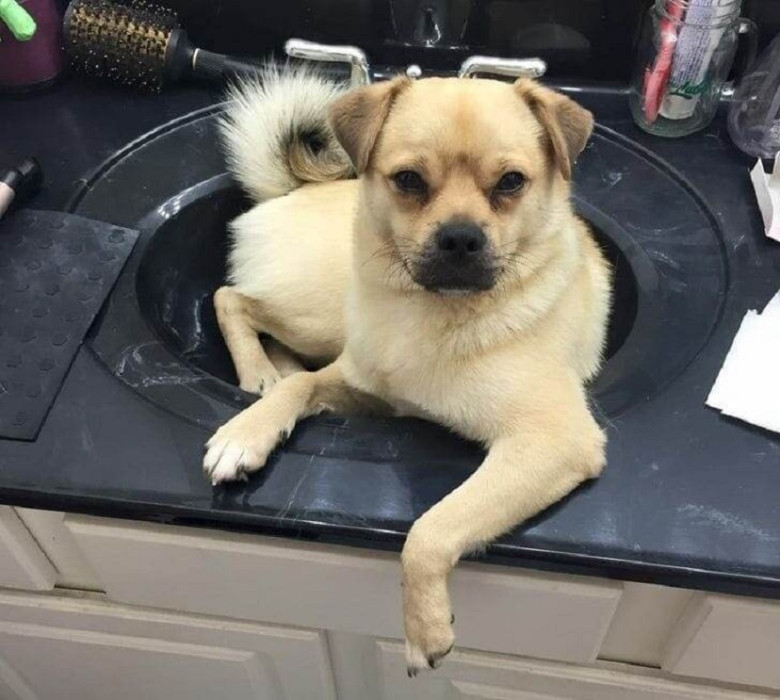 Isn't This Thing for Me?: Pets often claim random items around the house as their own, regardless of their intended purpose.