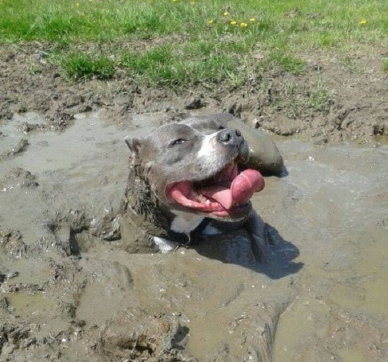 The Dirtier, the Happier: It seems that the dirtier the dog, the happier it is.