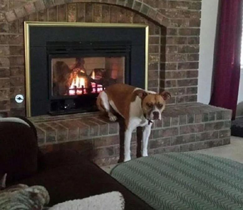 It's Convenient, You Just Haven't Tried It: Pets can make even the oddest places look comfortable, making us question our own choices.