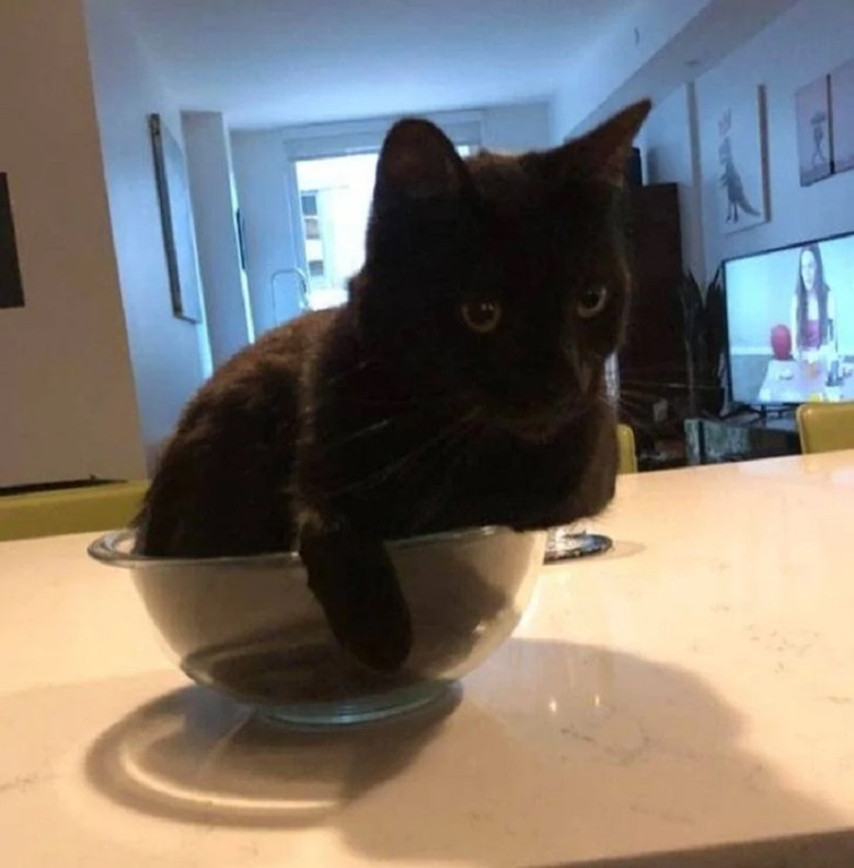 When You Forget You're a Dog and Decide to Be a Cat: Pets often blur the lines between species with their behavior.