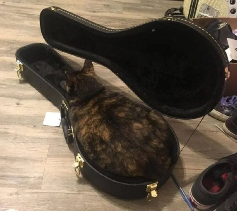 Convincing a Cat: How can you persuade a cat that it's not allowed somewhere if it fits so perfectly?