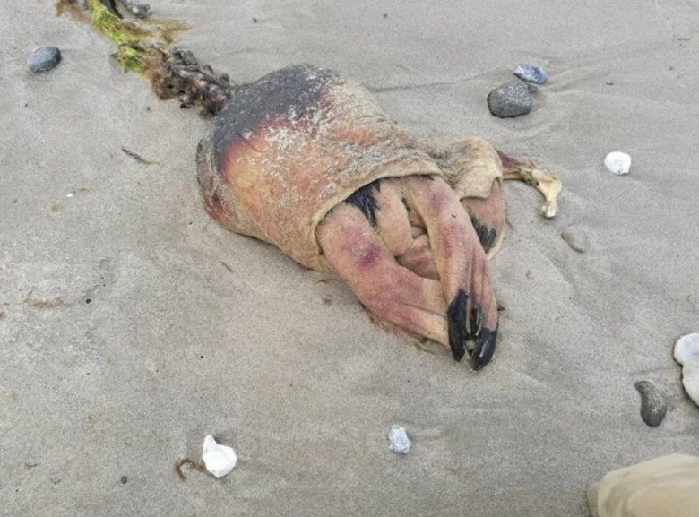 Meet a Strange Sea Creature: From colorful shells to odd marine life, the beach can reveal unexpected inhabitants of the ocean.