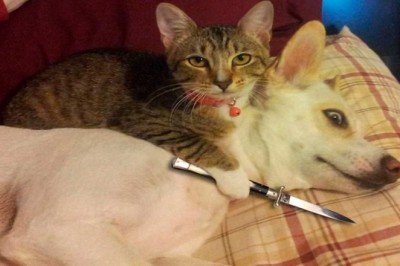 "Hilarious Cats and Dogs: Prepare to LOL at These Funny Animal Moments"