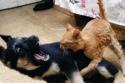 "The End Funny Pet: Hilarious Animal Videos for Your Entertainment"