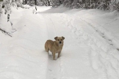 "Unlikely Friendship: Cat and Dog Form Unbreakable Bond After Miraculous Rescue"