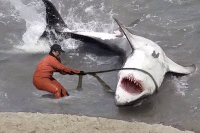 Incredible Rescue: Fishermen Save Giant Shark in Life-or-Death Operation | Tacfarinas