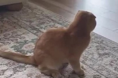 "Unforgettable Funny Moments: Cats and Dogs That Will Leave You in Stitches"