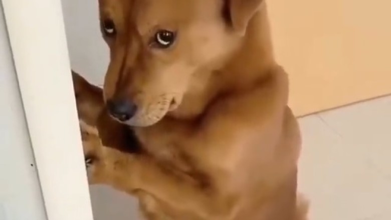 Watch This Hilarious Video of a Sneaky Dog Who Loves Playing Fetch... with SOCKS!