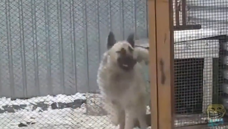 Pawsitively Hilarious: When Dogs and Other Animals Let Loose on the Dance Floor! | Tacfarinas