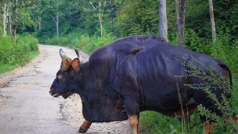 Unleashing the Mighty Gaur Bull: A Wild Athlete Like No Other!
