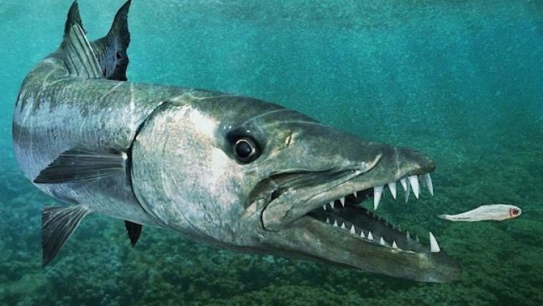 Unveiling the Fastest Fish on Earth! ๐๐จ