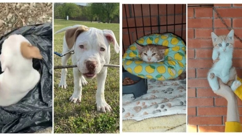From Neglect to Nirvana: 17 Heartwarming Animal Transformations That Will Melt Your Heart