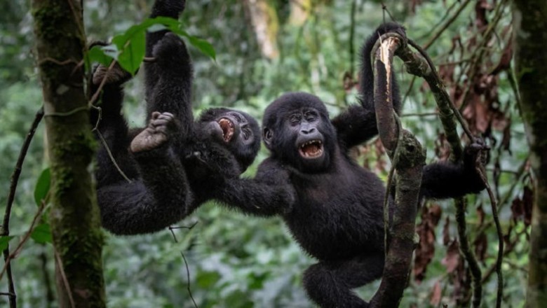 Unveiling the Playful Secrets of Animals: Do They Have a Sense of Humor?