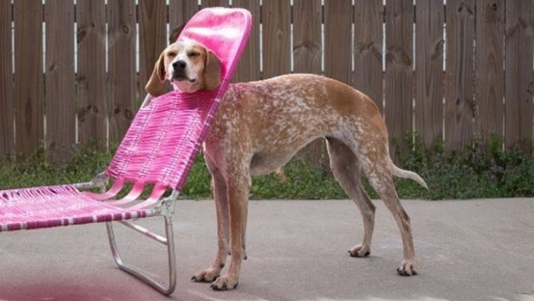 31 Times Pets Were Caught Red-Handed Destroying Something Expensive