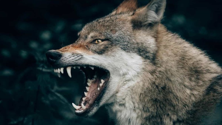 5 Essential Tips to Safely Navigate a Vicious Dog Attack: A Comprehensive Guide