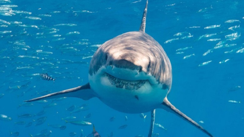 Debunking Shark Myths: Unveiling the Truths Behind These Fascinating Sea Creatures