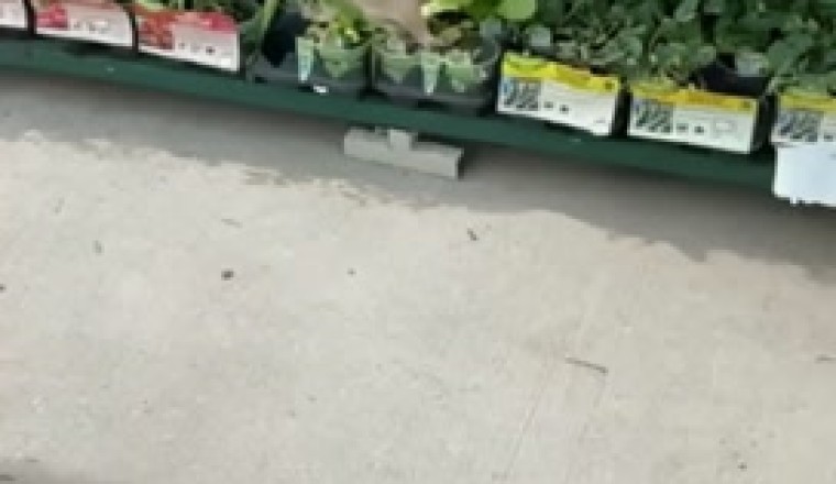 Video Virale: Coniglio Travestito da Cliente Abituale in Negozio Alimentari!