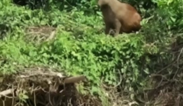 Video Virale: Orso Italiano Impressiona Con un Tuffo epico nel Fiume!