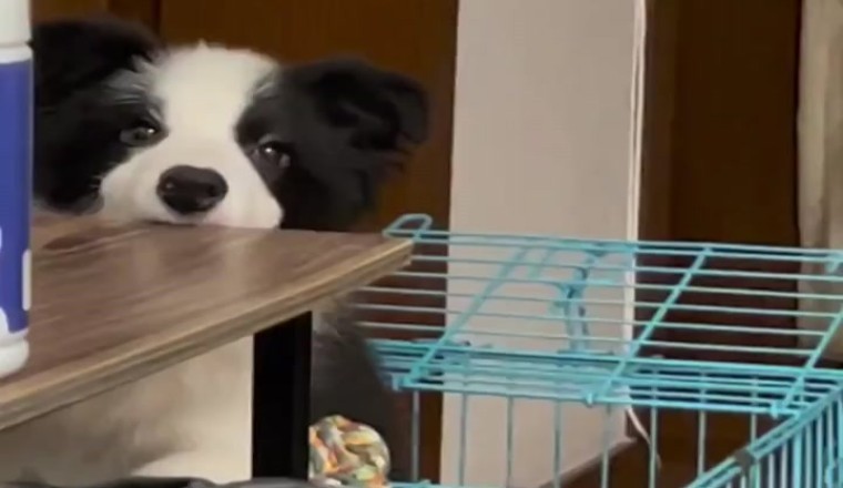 Wanneer 'n Pragtige Hond 'n Ondeunde Komediant Word!