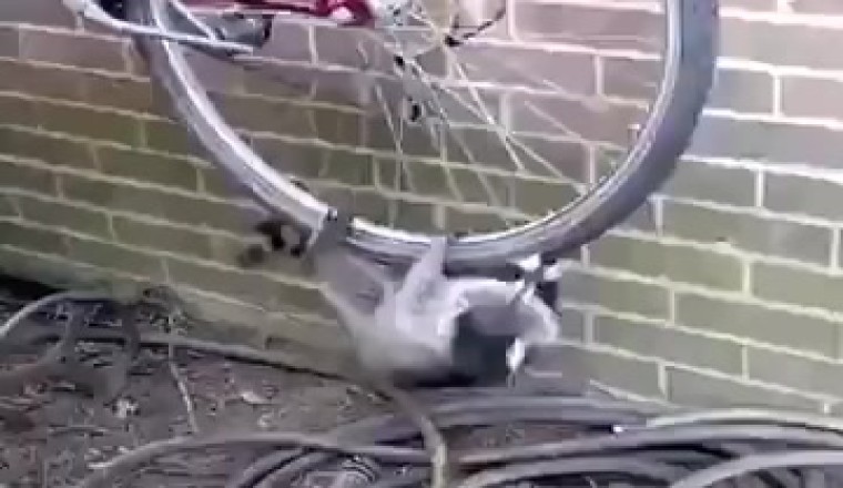 Wasbeerwiel-Waansin: Wanneer 'n Wasbeer die Fiets Dryf!