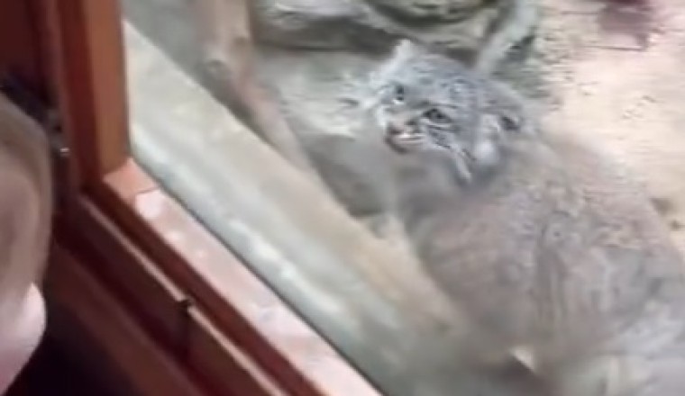 Hilarious Pallas Cat Antics: Prepare to ROFL at the World's Grumpiest (and Cutest) Feline Star!