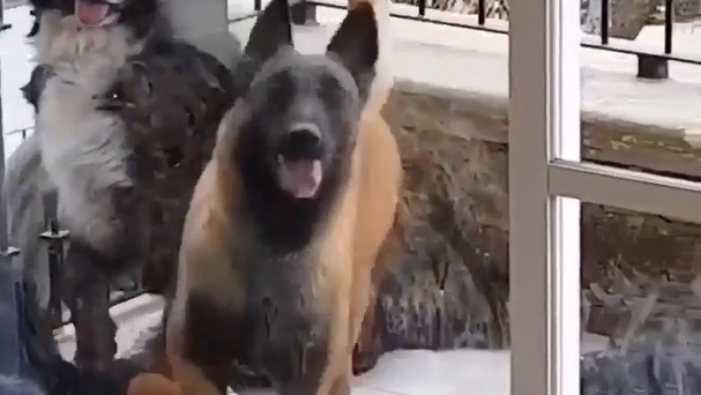 Paws &amp; Groove: Dynamic Duo Busts a Move in Hilarious Cabin Dance-Off!