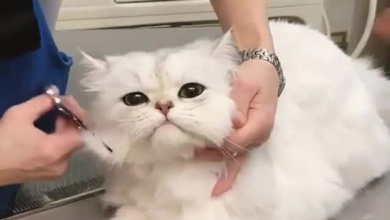 Fur-bulous Makeover Madness: The Day a Cat Became a Hair Stylist!