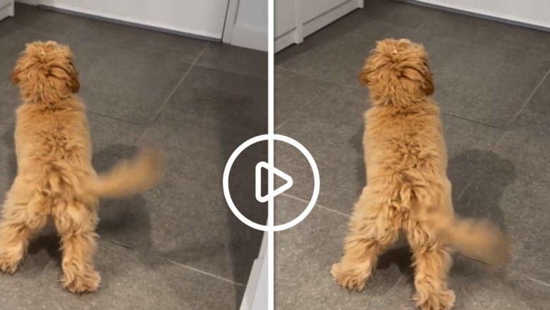 A Dog with a Propeller Tail - Brimming with Joy as It Awaits Its Owner