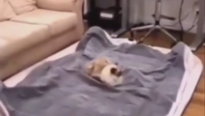 Epic Fail or Purr-fect Success? Watch This Hilarious Video of a Cat Trying to Conquer the Bed!
