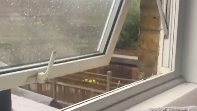 Feline Genius: Cat Masters the Art of Window Opening!