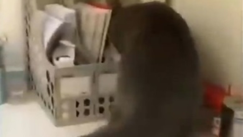 Plate Ninja: The Cat Stealthily Hiding Dinnerware!