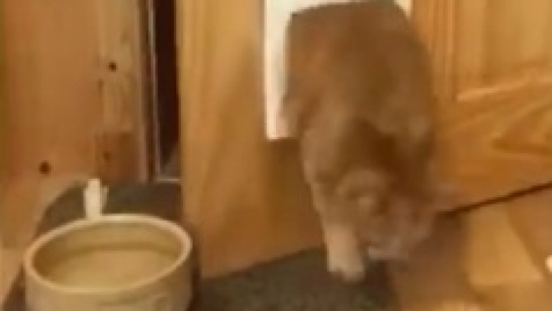 Squeeze Meow-t: Cat Takes on the Ultimate Door Challenge!