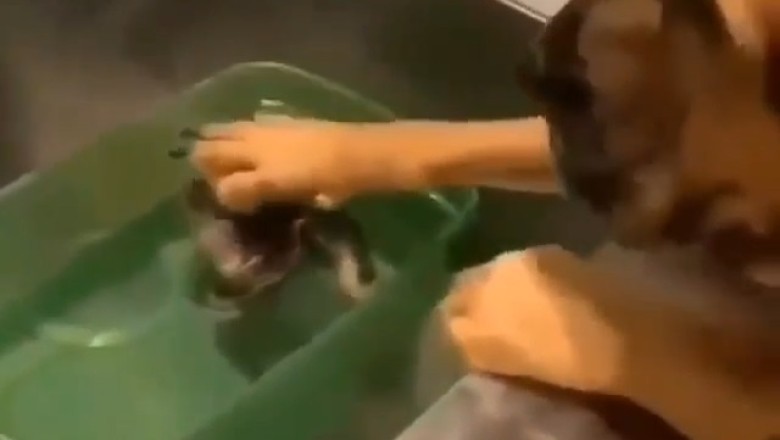 When a Dog Becomes a Purr-fect Nanny!