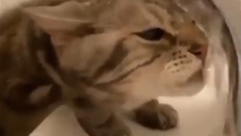 When Water is Life: Cat's Hilarious Hydration Moment!