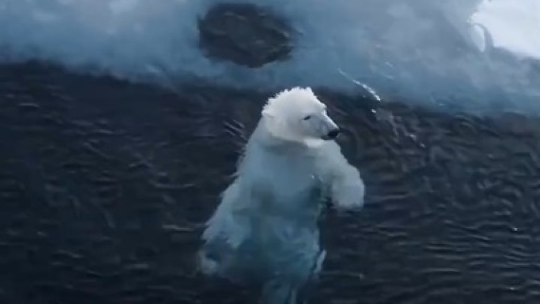 Arctic Majesty: Polar Bear's Icy Swim