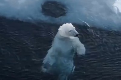 Arctic Majesty: Polar Bear's Icy Swim