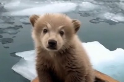 Cute Overload! Baby Panda's Playful Antics