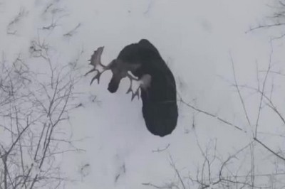 Epic Moose Antler Swap! Witness Nature's Wonder