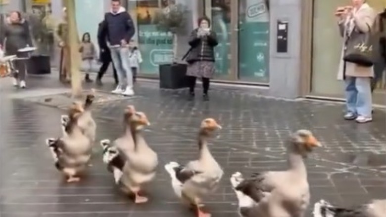 Groovy Ducks! The Cutest Duck Parade Set to Music