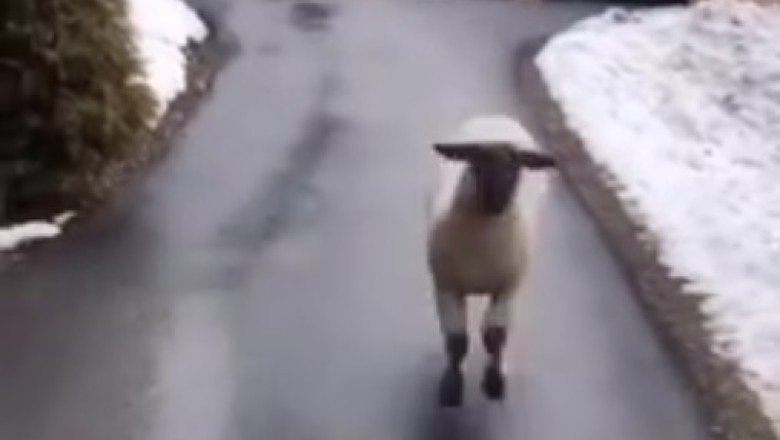 Hilarious Sheep Slip-Up! Watch the Flock's Unexpected Tumble!