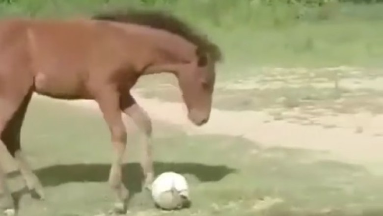 Playful Ponies: Small Horse's Ball Adventure