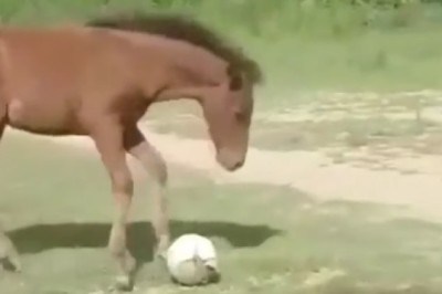 Playful Ponies: Small Horse's Ball Adventure