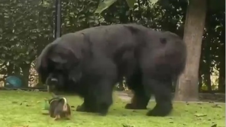 Tiny Tot: Chow Chow's Adorable 300g Puppy