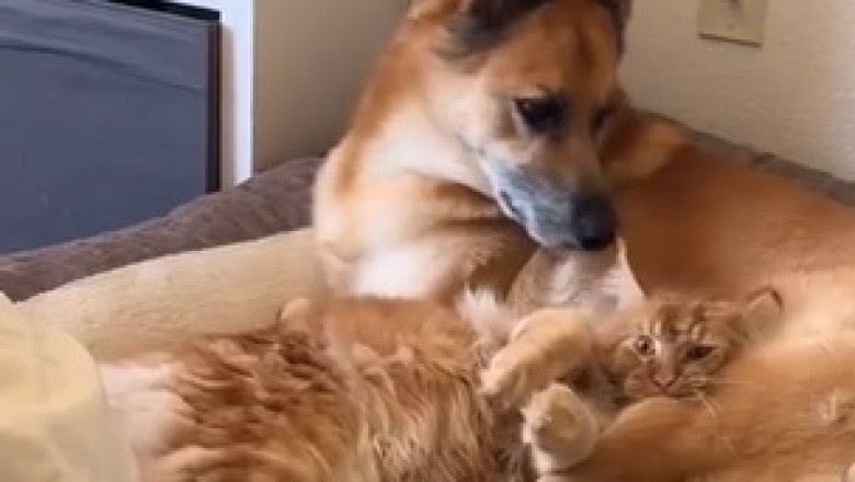 Epic Animal Friendship: The Unbreakable Bond Between Dog and Cat!