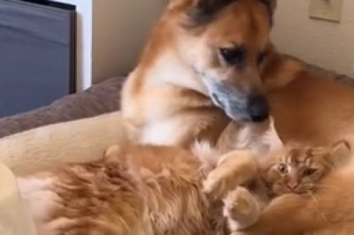 Epic Animal Friendship: The Unbreakable Bond Between Dog and Cat!