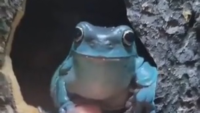 Frog Unbelievably Hands Over Power to Woman! 🐸👑 You Won't Believe What Happens Next!