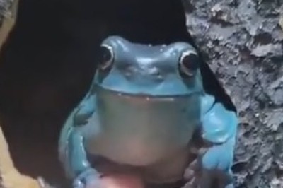 Frog Unbelievably Hands Over Power to Woman! 🐸👑 You Won't Believe What Happens Next!
