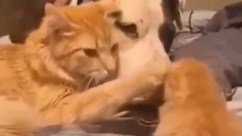 Unlikely Duo: Dog & Cat Team Up to Train a Playful Kitten!