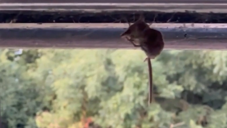 When Insects and Mice Collide: The Most Unexpected Showdown Ever!