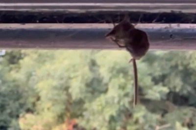When Insects and Mice Collide: The Most Unexpected Showdown Ever!